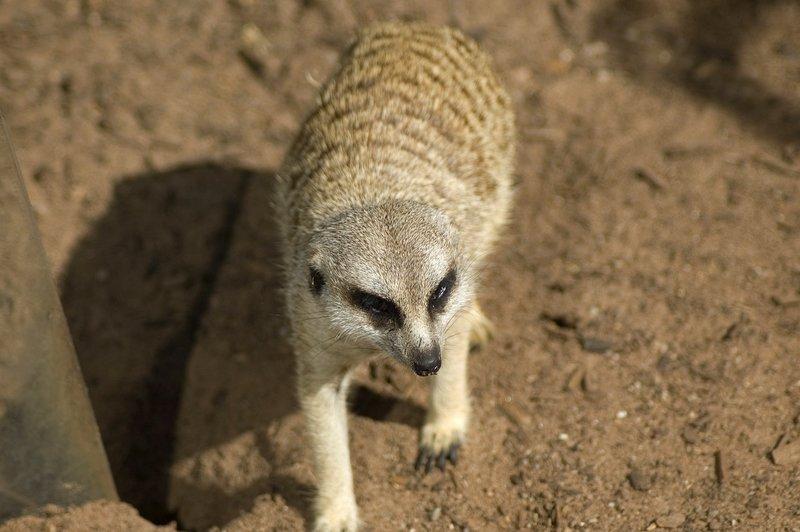 zoo_113 [800x600].jpg
